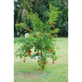 Red Pomegranate Plant